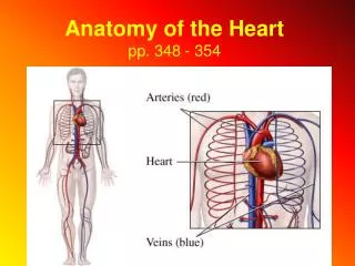 Anatomy of the Heart pp. 348 - 354