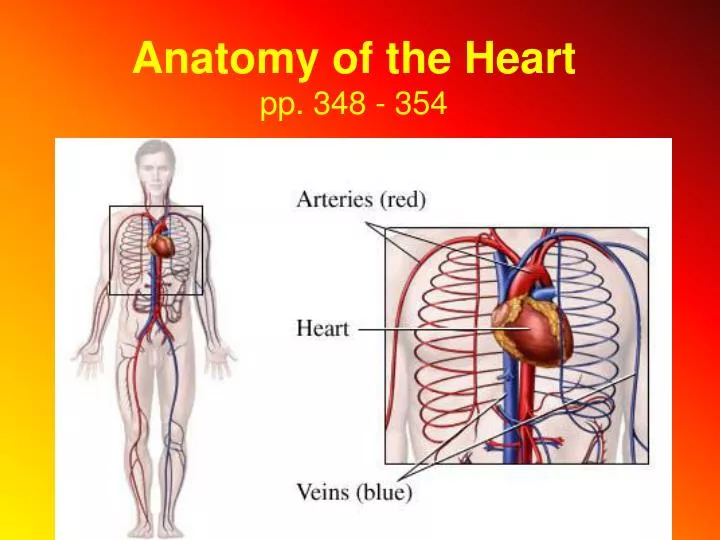 anatomy of the heart pp 348 354
