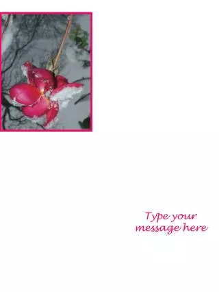 Type your message here