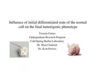Influence of initial differentiated state of the normal cell on the final tumorigenic phenotype