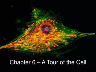 Chapter 6 – A Tour of the Cell