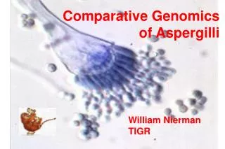 Comparative Genomics of Aspergilli