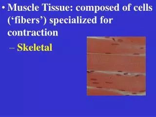 Muscle Tissue: composed of cells (‘fibers’) specialized for contraction Skeletal