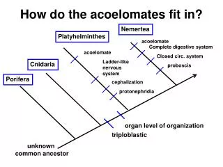 How do the acoelomates fit in?