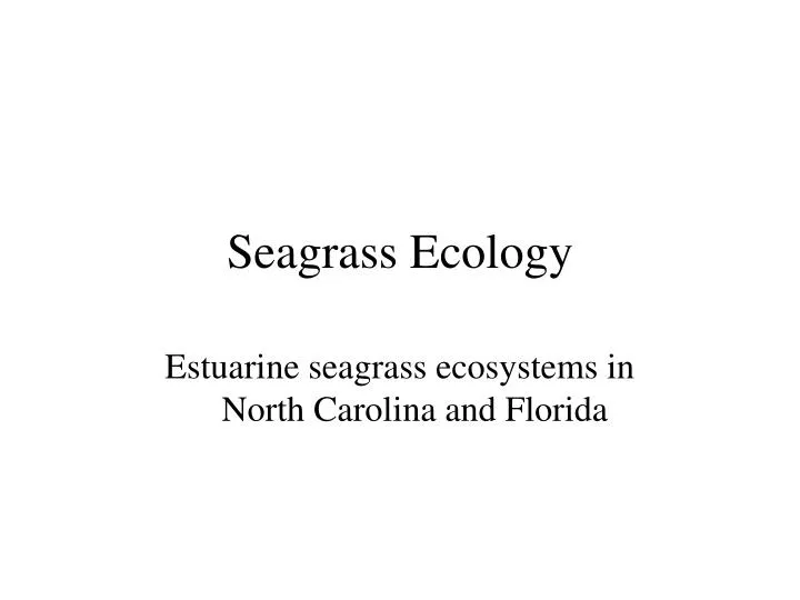 seagrass ecology