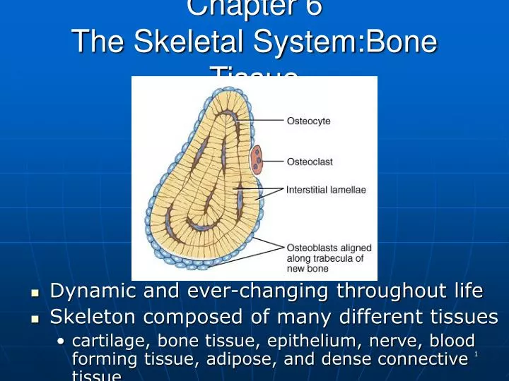 chapter 6 the skeletal system bone tissue