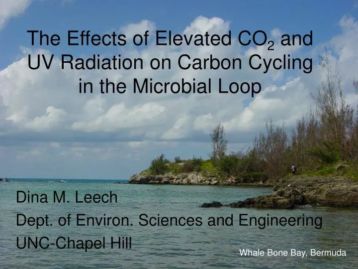 the effects of elevated co 2 and uv radiation on carbon cycling in the microbial loop