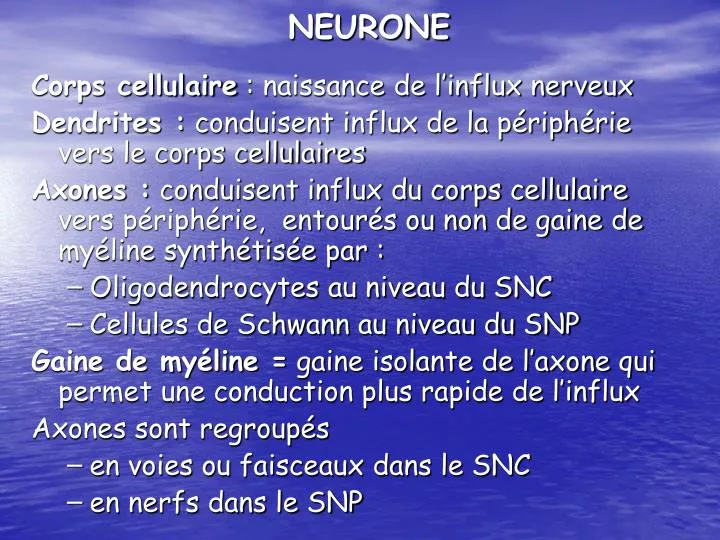 neurone