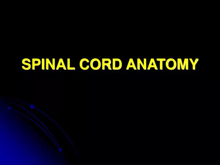 spinal cord anatomy