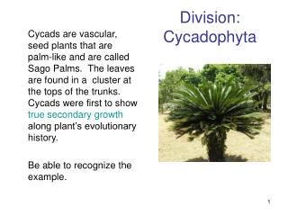 Division: Cycadophyta