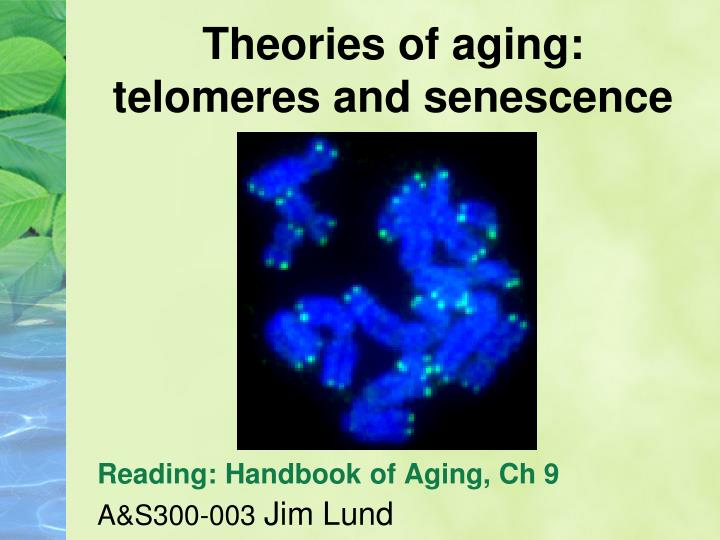 theories of aging telomeres and senescence