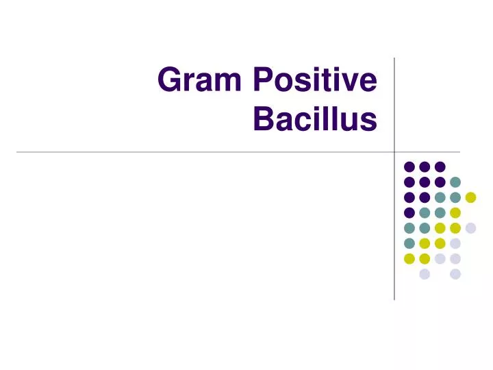 gram positive bacillus