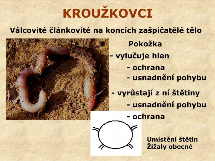 krou kovci