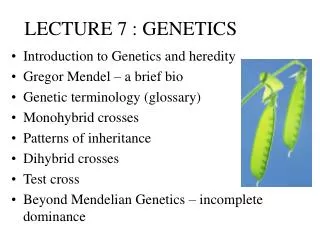LECTURE 7 : GENETICS