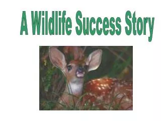 A Wildlife Success Story