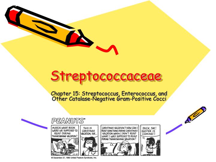 streptococcaceae