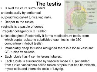 The testis