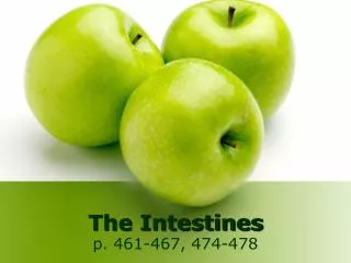 The Intestines