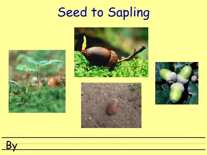 seed to sapling
