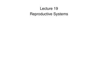 Lecture 19 Reproductive Systems