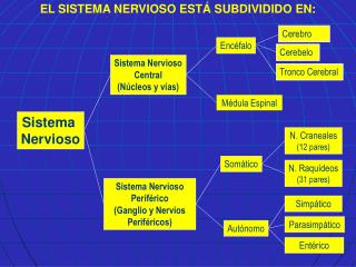 Sistema Nervioso Periférico (Ganglio y Nervios Periféricos)