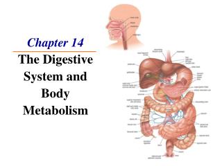 Chapter 14 The Digestive System and Body Metabolism