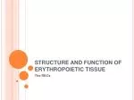 STRUCTURE AND FUNCTION OF ERYTHROPOIETIC TISSUE - slide 1