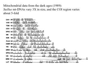 Mitochondrial data from the dark ages (1989): Suillus mt-DNAs vary 3X in size, and the COI region varies about 5-fold
