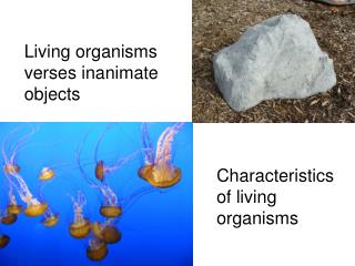 Living organisms verses inanimate objects