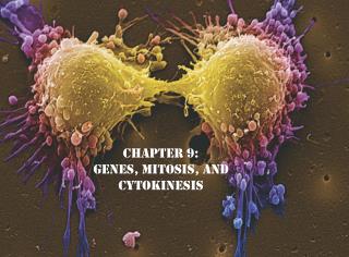 Chapter 9: Genes, Mitosis, and Cytokinesis
