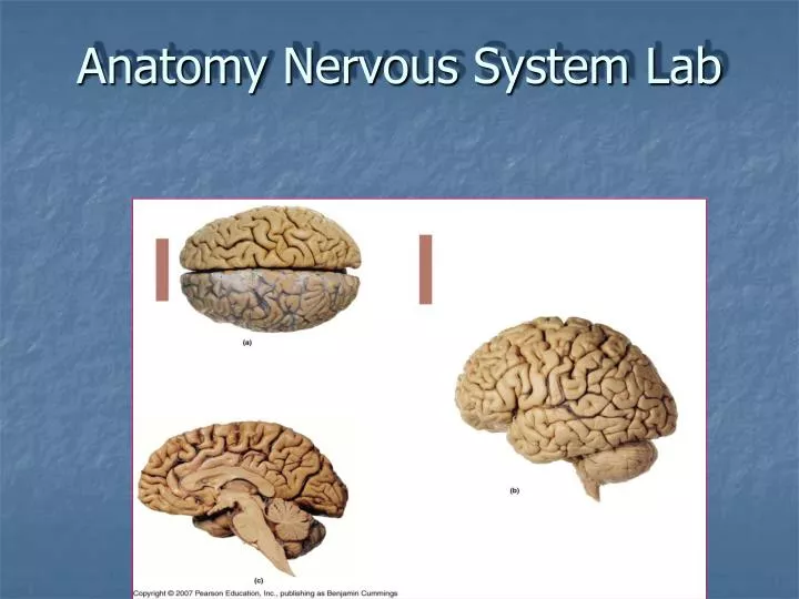 anatomy nervous system lab