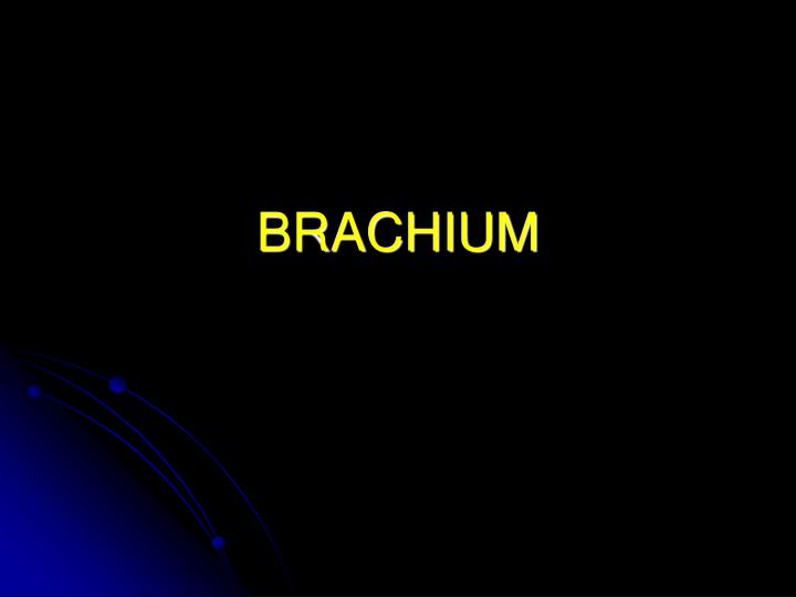 brachium