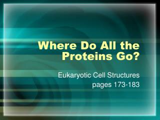 Where Do All the Proteins Go?