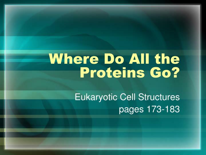 where do all the proteins go