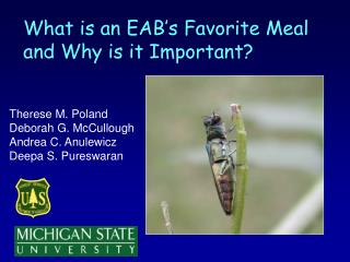 What is an EAB’s Favorite Meal and Why is it Important?