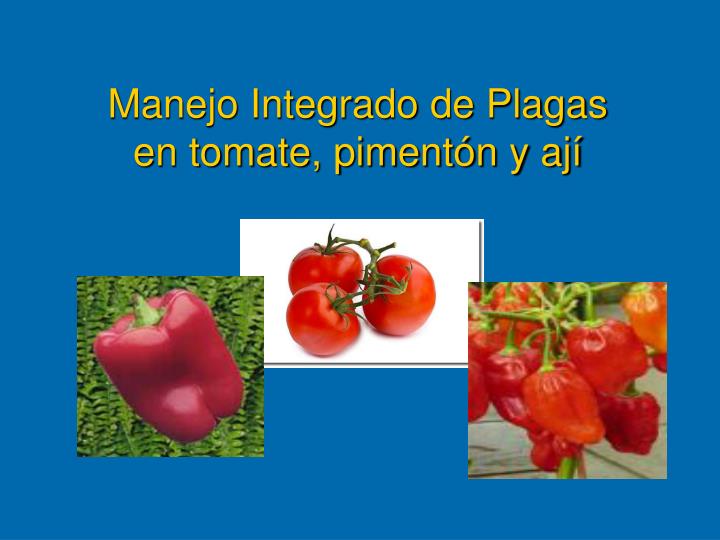 manejo integrado de plagas en tomate piment n y aj