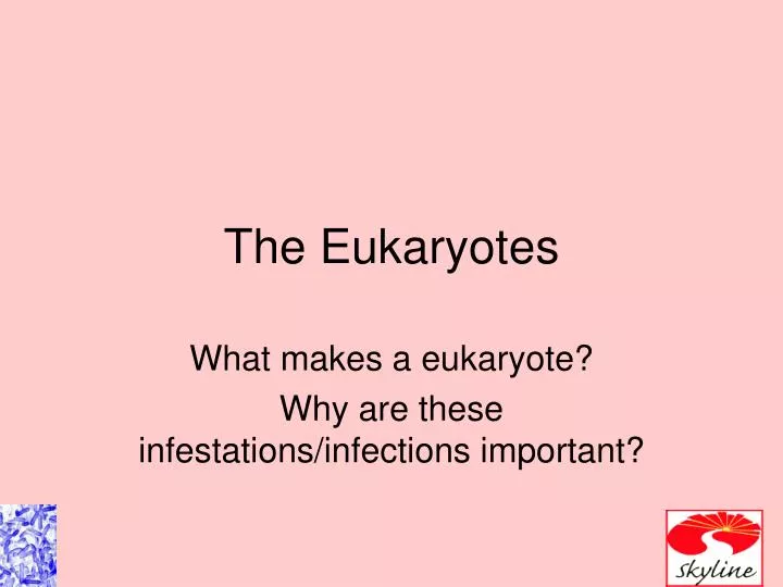 the eukaryotes