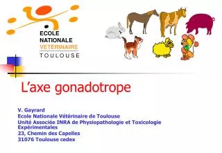 L’axe gonadotrope