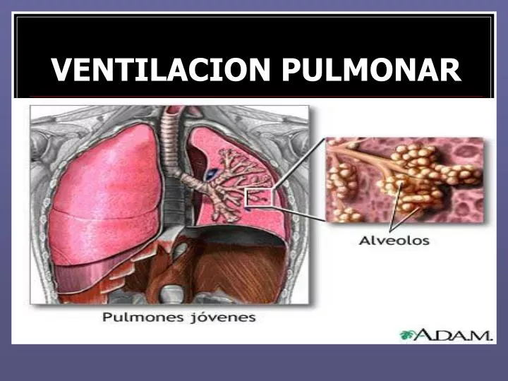 ventilacion pulmonar