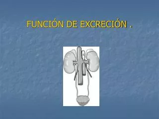 funci n de excreci n