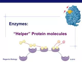enzymes helper protein molecules