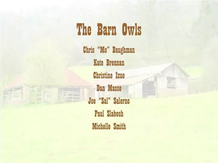 the barn owls