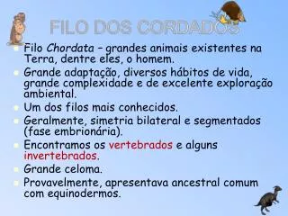 filo dos cordados
