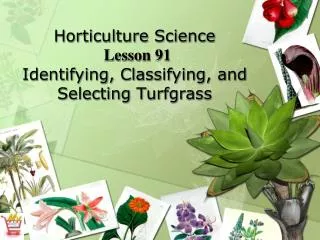 Horticulture Science Lesson 91 Identifying, Classifying, and Selecting Turfgrass