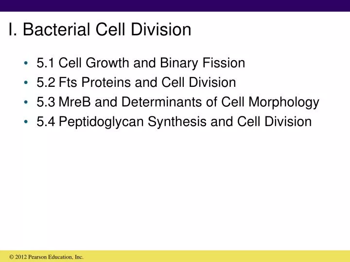 i bacterial cell division