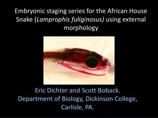 Embryonic staging series for the African House Snake ( Lamprophis fuliginosus) using external morphology
