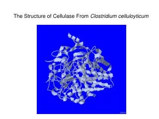 The Structure of Cellulase From Clostridium celluloyticum