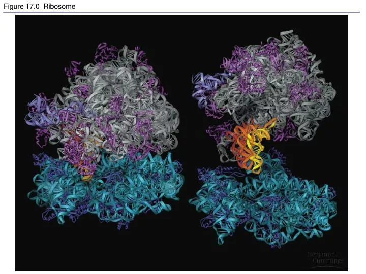 figure 17 0 ribosome