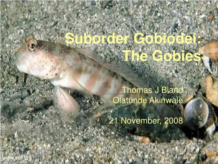 suborder gobiodei the gobies