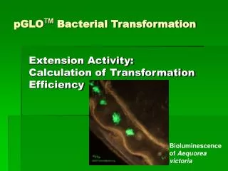 pGLO TM Bacterial Transformation
